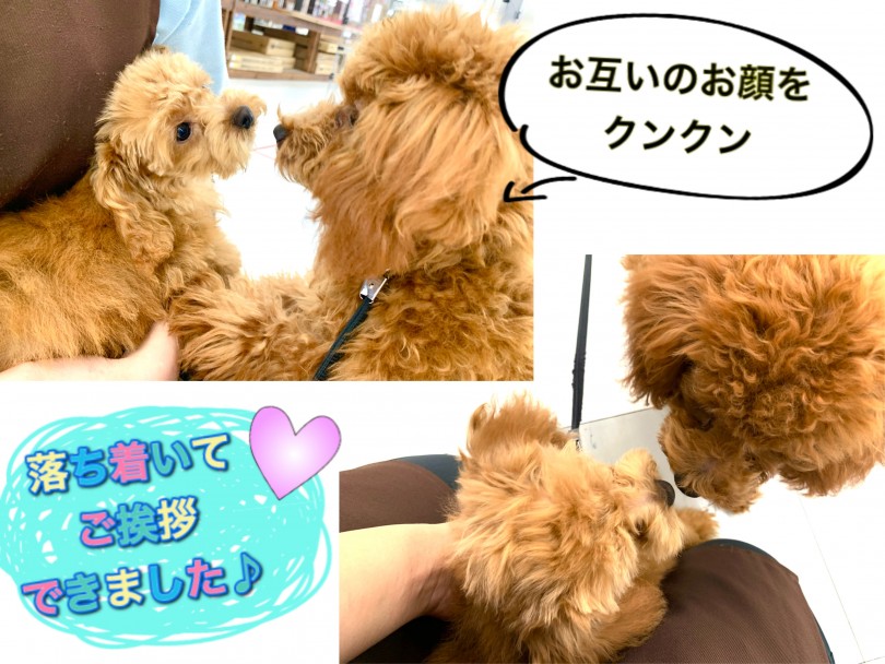お尻のニオイをクンクンできたらご挨拶完了 | トイ・プードル （150111） - 東川口店