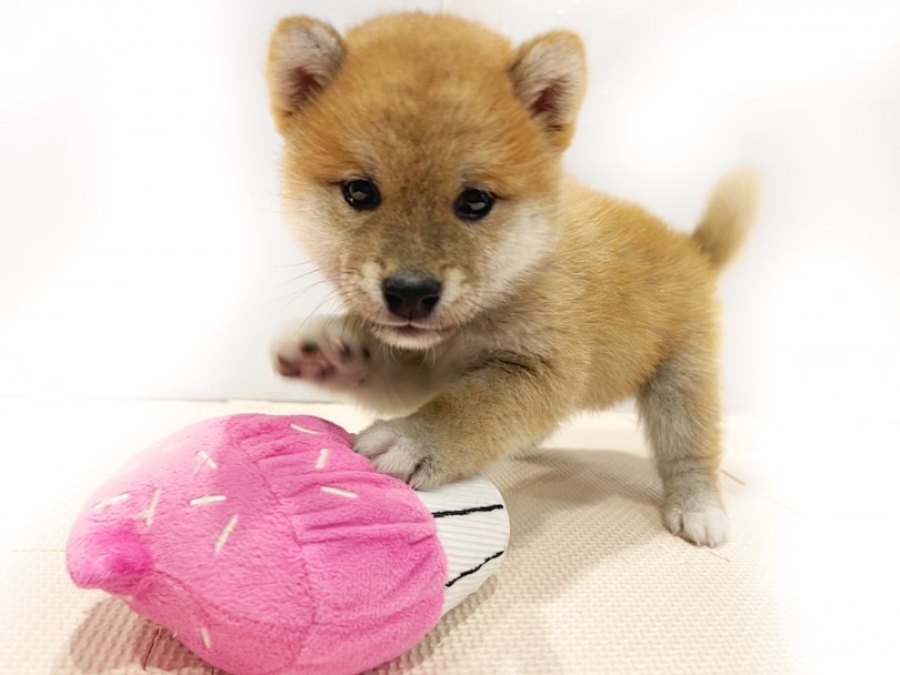 おもちゃをフミフミ | 柴犬 （11798） - 横浜 白楽店