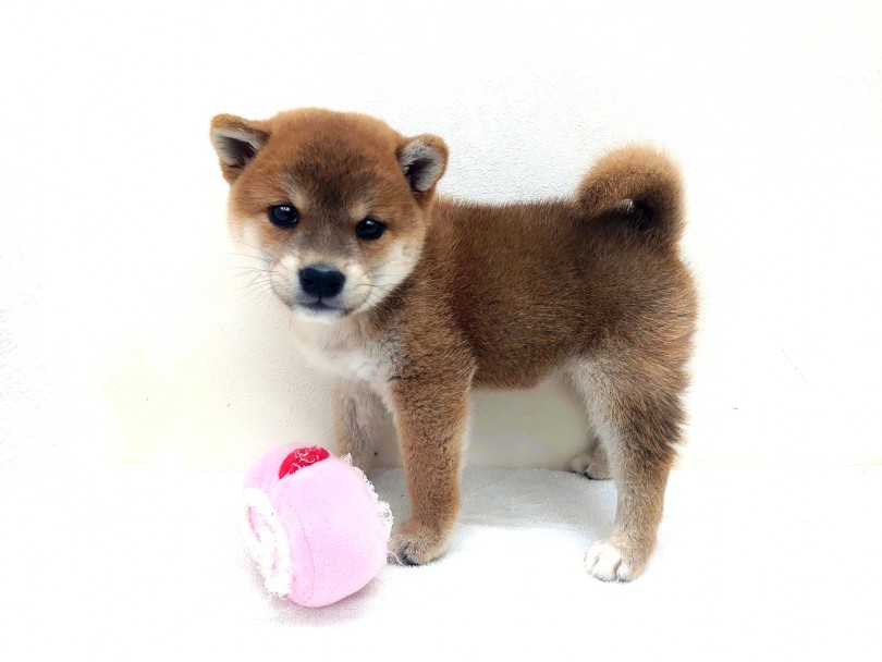 ショードックの血筋しっかり受け継いでいます！ | 柴犬 （130269） - 高井戸店