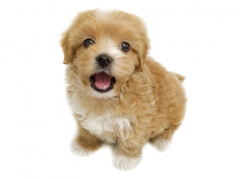 この可愛さを「ひとりじめ♡」しちゃいましょう！ | MIX犬 マルプー （119257） - 梅島店
