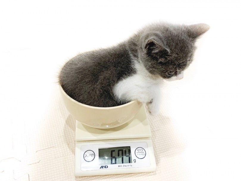 生後50日時点での体重は674g | ブリティッシュショートヘア （11796） - 横浜 白楽店