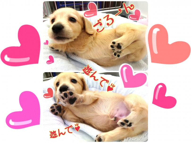自らへそ天だってしちゃいます！抜群のフレンドリーさ！ | カニンヘン・ダックスフント （130267） - 高井戸店