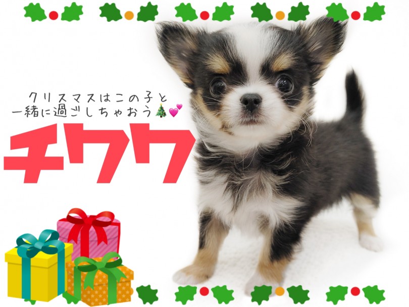 【 チワワ 】クリスマスはこの子と一緒に過ごしたい！ロングコートチワワ登場！