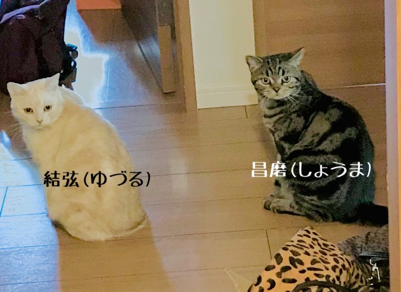 店舗スタッフ:宗光千尋 アメショの結弦君 | スタッフ紹介 - 相模大塚店