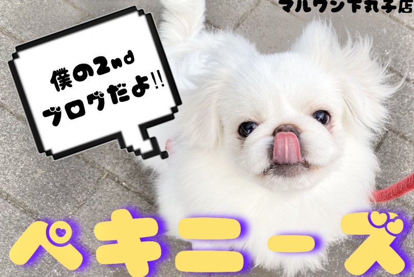 【 ペキニーズ 】下丸子店のアイドルは人を笑顔にさせる天才‼︎