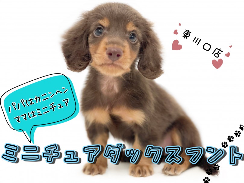 【 ミニチュアダックスフント 】甘え上手な小さめダックスちゃん！飼い方もご紹介！