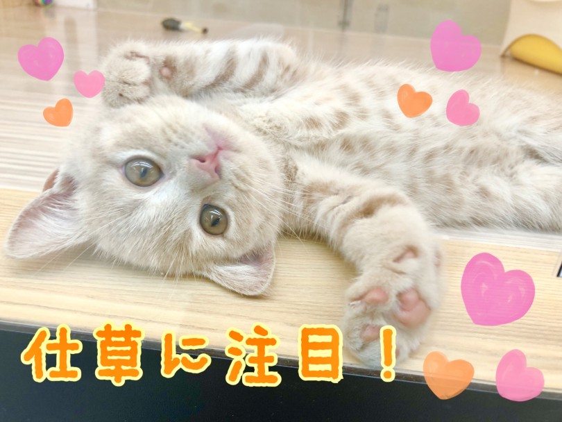 仕草に注目！甘えん坊な性格♪ | ブリティッシュショートヘア （150141） - 東川口店