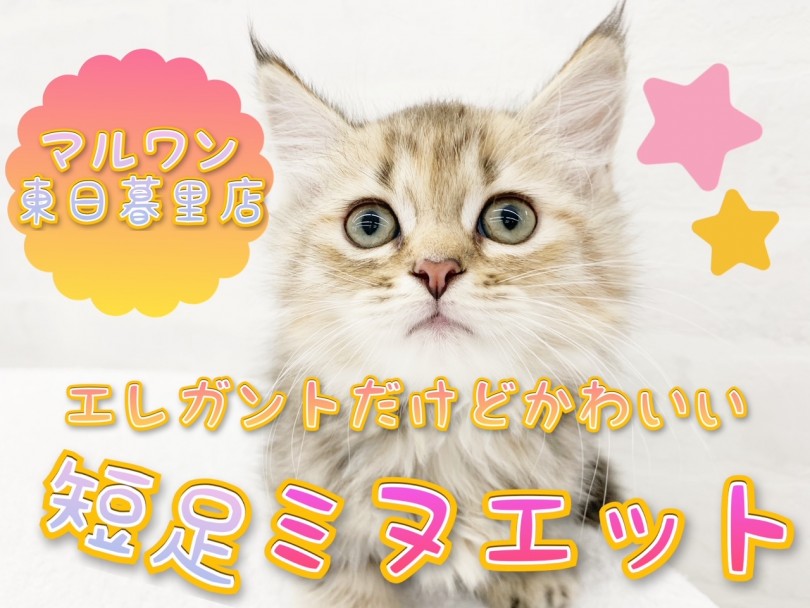 【ミヌエット 】自慢の短足と短毛寄りのふわふわ中毛で「エレガント可愛い！」