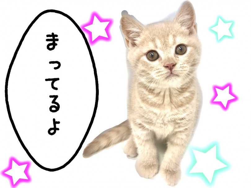 お電話でのお問い合わせもお待ちしております♪ | ブリティッシュショートヘア （150141） - 東川口店