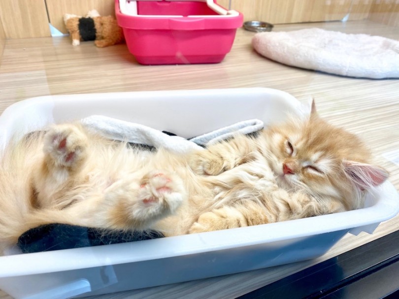お気に入りのカゴで無防備にお休み中のミヌちゃん♡ | ミヌエット （120334） - 今宿店