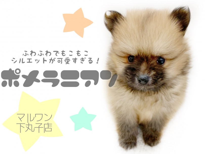 【 ポメラニアン 】シルエットが可愛過ぎるたぬきポメラニアンの子犬ちゃんが登場！