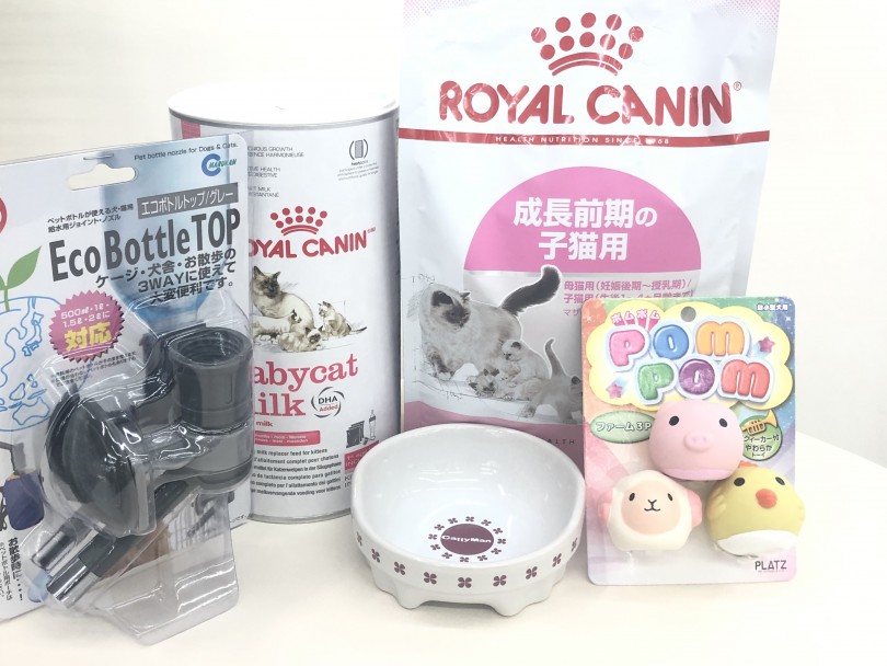 この7点がご用意出来ればペルシャちゃんとの夢の生活が送れますよ♡ | ペルシャ （713752） - 鶴見店
