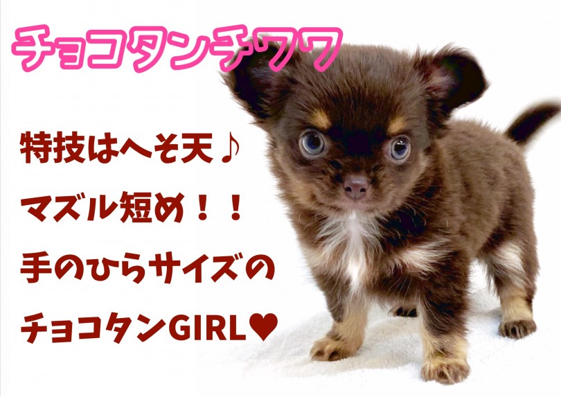 【 チワワ 】特技はへそ天！マズル短め！手のひらサイズのチョコタンGIRL！
