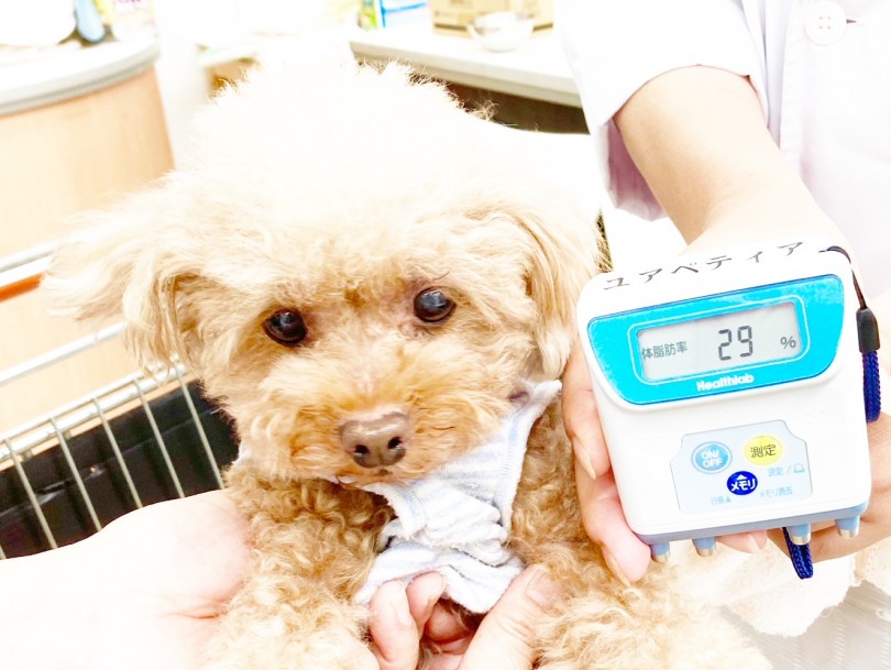 ユアペティア東日暮里店の看板犬エールくん | 愛犬の無料健康相談会＋体脂肪測定 - 東日暮里店