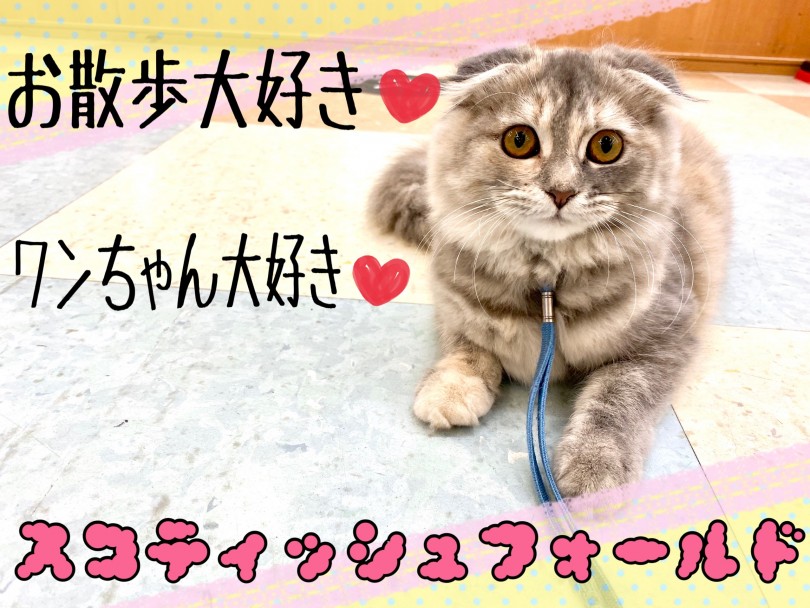 【 スコティッシュフォールド 】のんびり屋だけどかまってちゃんなたれ耳にゃんこ