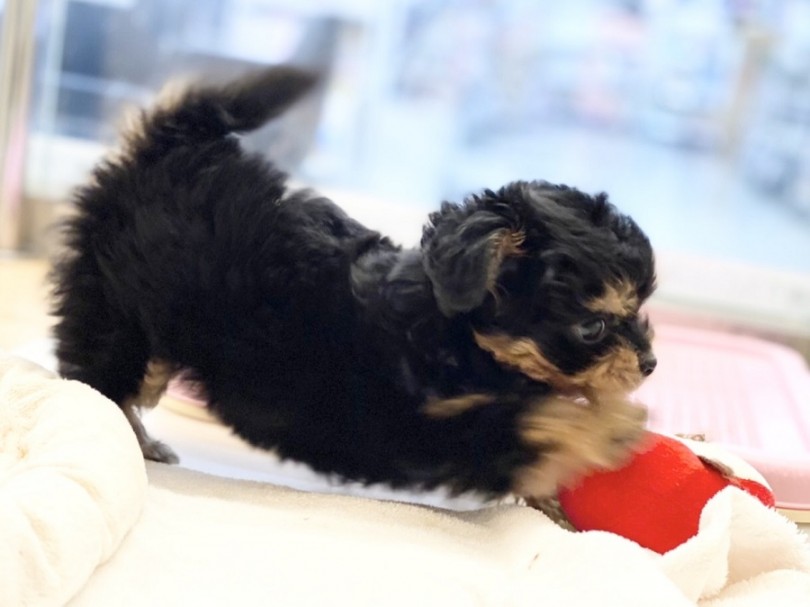 お尻を上げて誘ってくれる姿は可愛すぎ | MIX犬 プーチー （311979） - 港北ニュータウン店