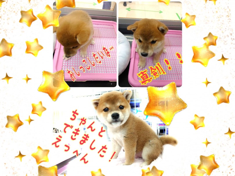 得意気なお顔がとっても可愛い | 柴犬 （130269） - 高井戸店