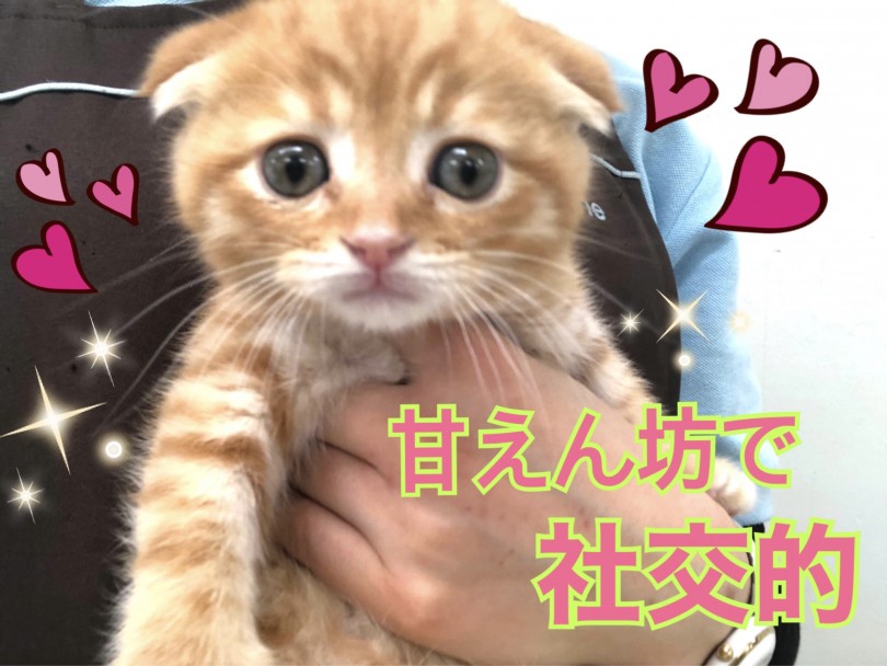 甘えん坊で社交的な性格！環境への適応も早い！ | スコティッシュフォールド （150140） - 東川口店
