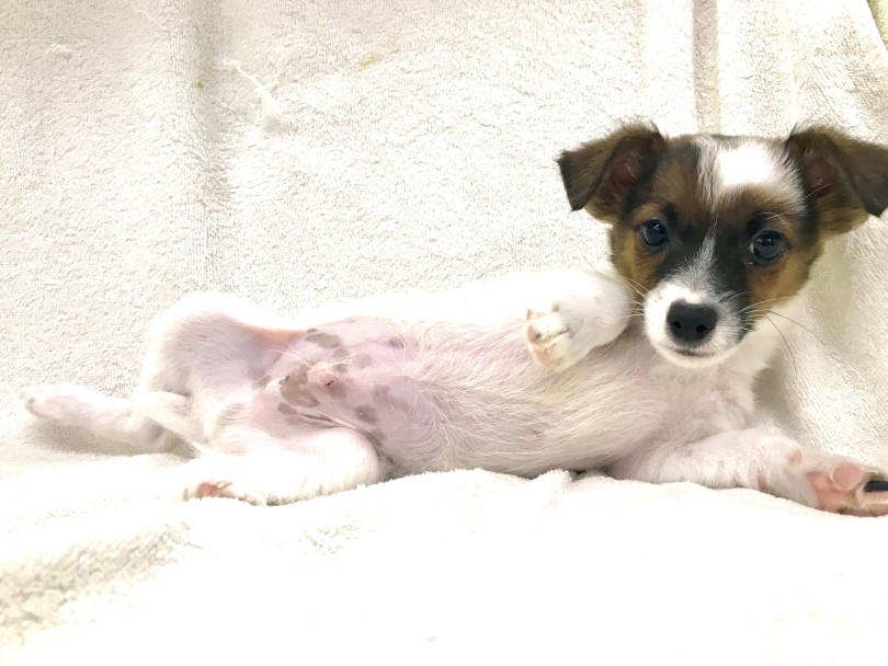 セクシーポーズで失礼します！！可愛いでしょ！ | ジャックラッセルテリア （117288） - 鎌ヶ谷店