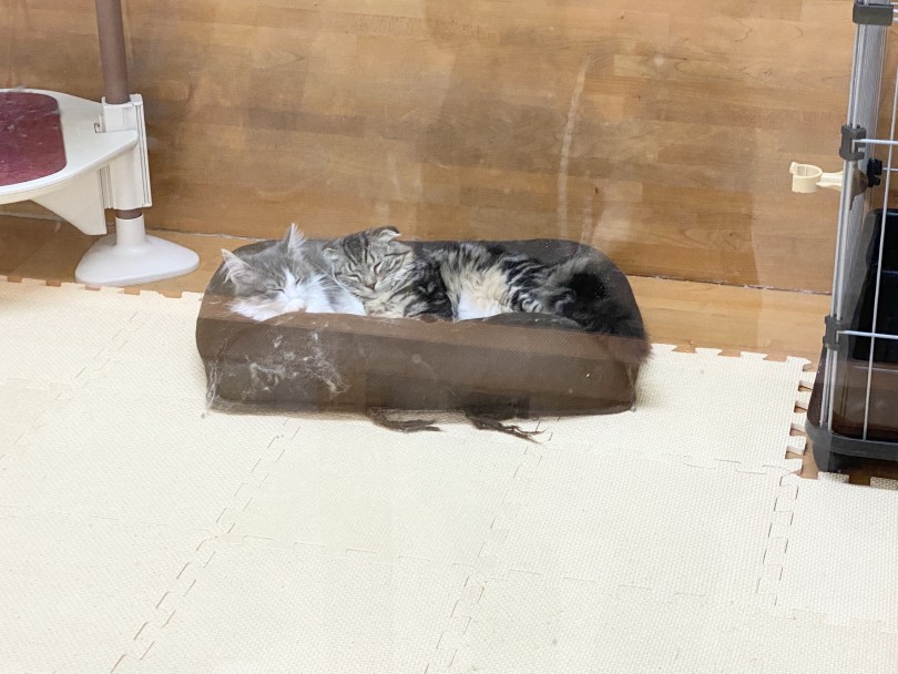 多頭飼いをお考えの方注目‼︎お家の子の相棒はこの子で決まり♪ | ノルウェージャンフォレストキャット （116485） - 下丸子店