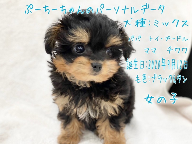 あまり見かけない特別なMIXちゃん | MIX犬 プーチー （311979） - 港北ニュータウン店