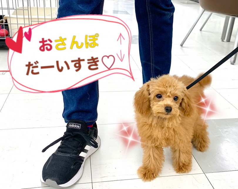 ついにお散歩デビュー！ | トイ・プードル （150111） - 東川口店
