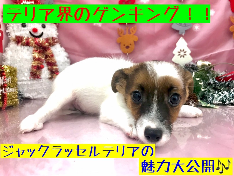 【 ジャックラッセルテリア 】テリア界のトップ！その魅力を徹底検証！！