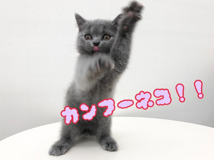 流行のポーズ（笑）かわいすぎです！ | ブリティッシュショートヘア （512698） - 本羽田店