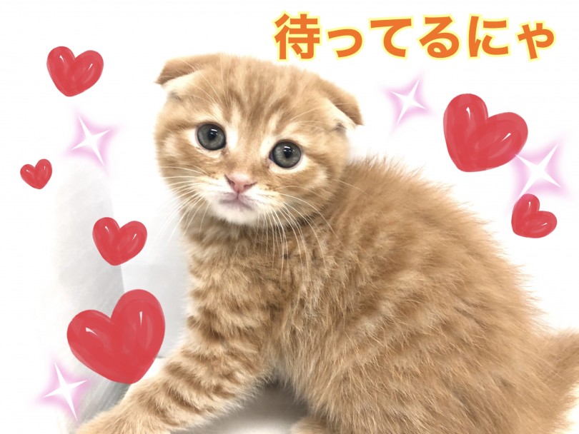 スコティッシュくんは特に人気の猫種です、お電話でのお問い合わせもお待ちしております♪ | スコティッシュフォールド （150140） - 東川口店