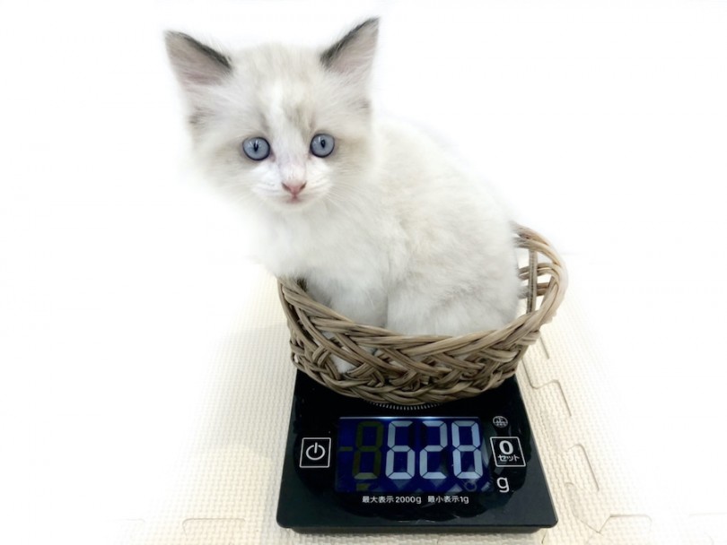 生後50日での体重は628g | ラグドール （814650） - 相模大塚店
