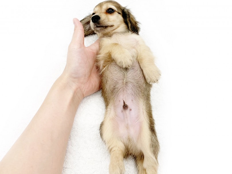 甘えん坊な犬種NO.1！？ | ミニチュア・ダックスフント （014345） - 東日暮里店