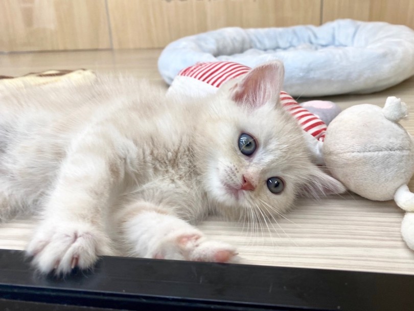 アピール上手なスコちゃんとお待ちしております♡ | スコティッシュフォールド （120341） - 今宿店