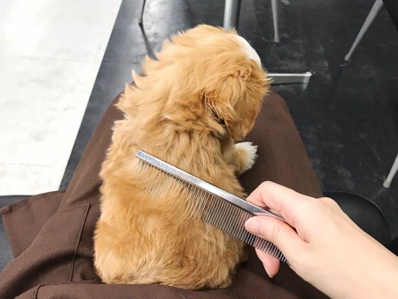 パパもママも毛が抜けにくい犬種ですので、定期的なブラッシングとカットが必要 | MIX犬 マルプー （119257） - 梅島店