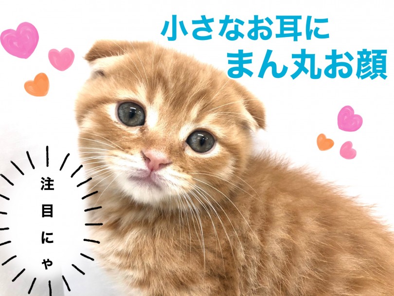 愛らしいルックス！折れ耳！丸顔！くりくりおめめ！ | スコティッシュフォールド （150140） - 東川口店