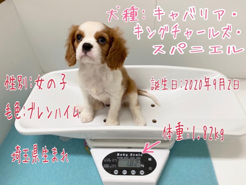 キャバリアちゃんのパーソナルデータ | キャバリア・キングチャールズ・スパニエル （311978） - 港北ニュータウン店