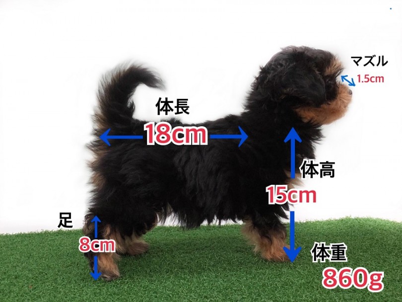 大人になってもヌイグルミのようなかわいらしさ | MIX犬 プーチー （311979） - 港北ニュータウン店