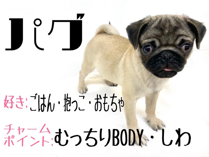 【 パグ 】フォーンカラーの女の子・飼いやすい性格でお手入れも簡単に出来ちゃう！