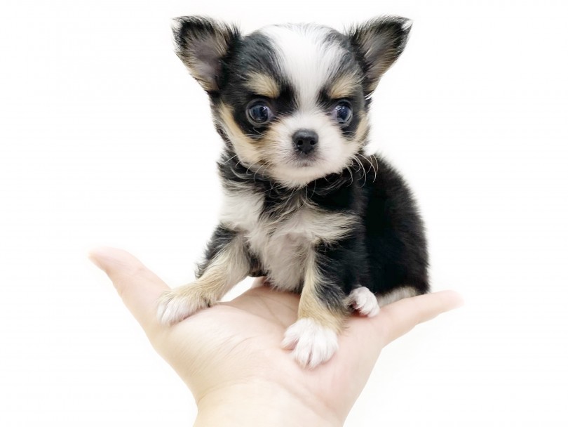 小さめな両親から生まれたチワワちゃんは生後2ヶ月時の体重がなんと460g | チワワ （116509） - 下丸子店