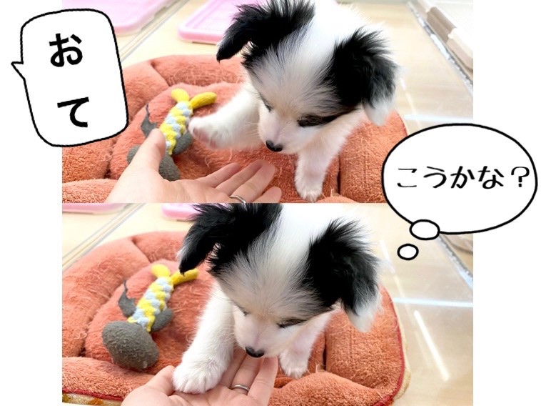 賢い頭脳と抜群の運動神経を持っている犬種 | パピヨン （118510） - 城山店