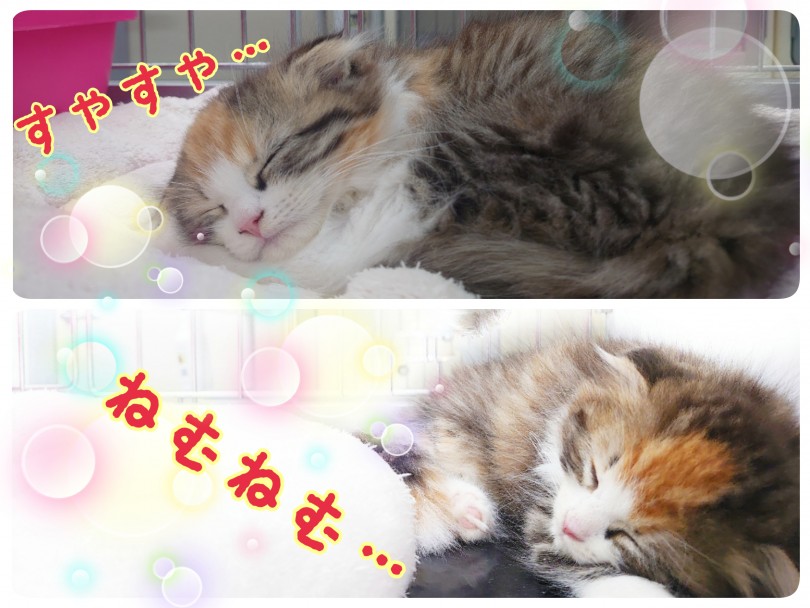 おもちゃにじゃれたり、ぼんやり外を眺めたり、ぐぅぐぅ寝たり・・・ | スコティッシュフォールド (130263) - 高井戸店