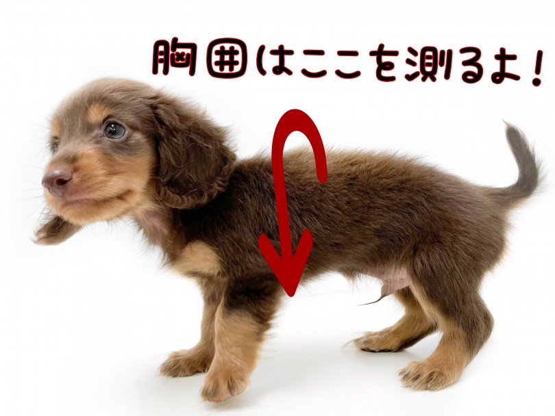 ワンちゃんの胸囲はこちら | ミニチュア・ダックスフント （150142） - 東川口店