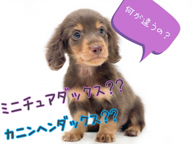 カニンヘンダックスフントとの違いは？ | ミニチュア・ダックスフント （150142） - 東川口店