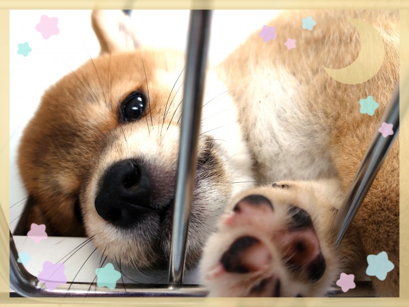 聞き分けの良いおりこうさんに育っています | 柴犬 （130269） - 高井戸店