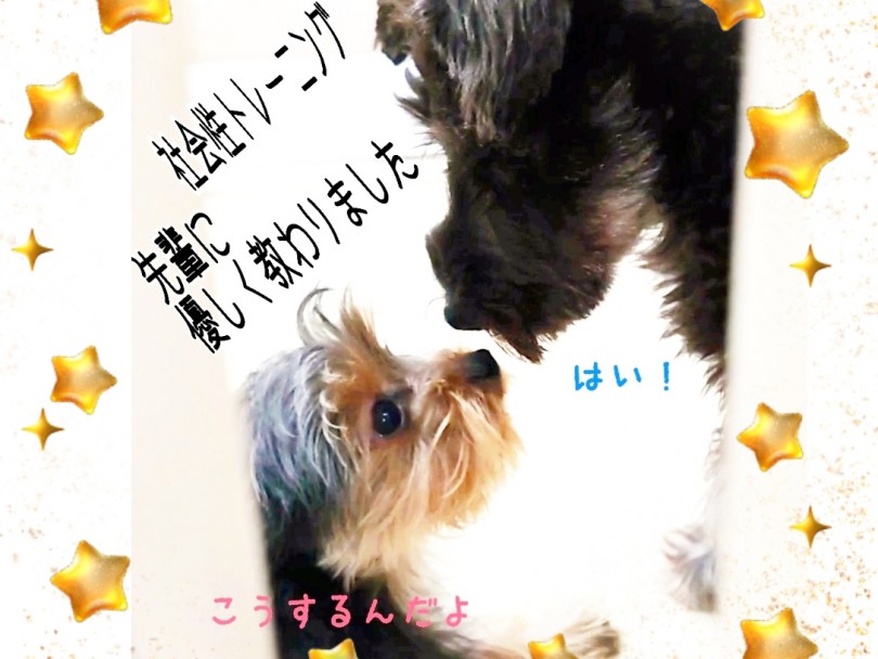社会性トレーニング中！誰とでも仲良くなれる子目指して頑張ってます！ | ミニチュア・シュナウザー （130241） - 高井戸店