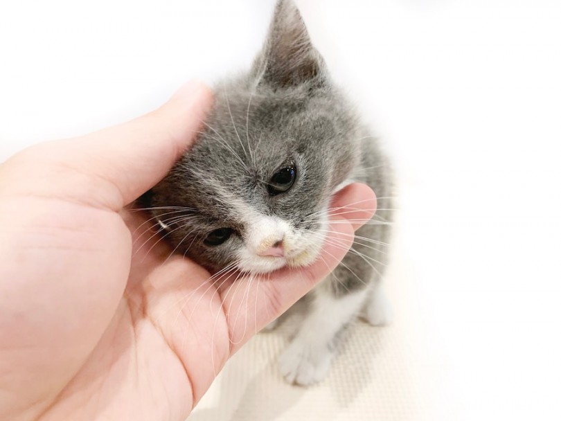 触られる事が大好きで身体のどこを触っても嫌がりません | ブリティッシュショートヘア （11796） - 横浜 白楽店