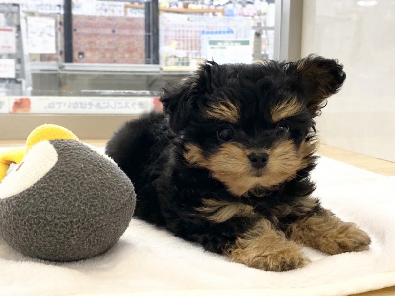 アーモンド型の大きな瞳がチャームポイント | MIX犬 プーチー （311979） - 港北ニュータウン店