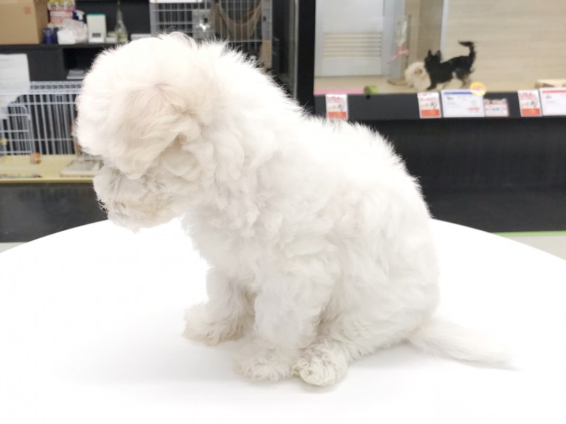 ビションフリーゼは毛量がとても大事！ | ビションフリーゼ  （119254） - 梅島店