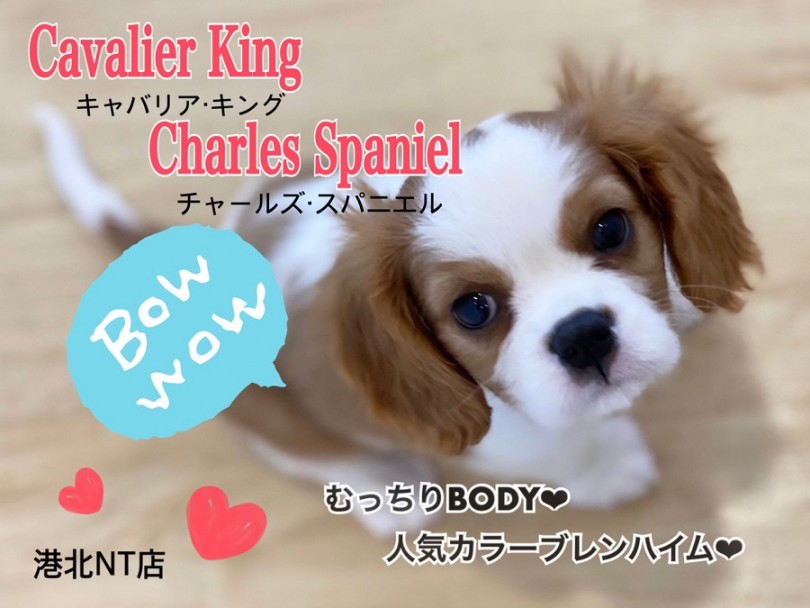 【 キャバリア 】むっちりボディ！人気色ブレンハイム！飼いやすさNo.1わんこ！