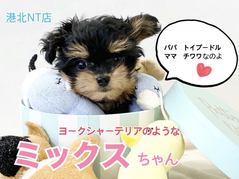 【 MIX 】健康体型ドワーフ！トイプー×チワワのプーチー登場！