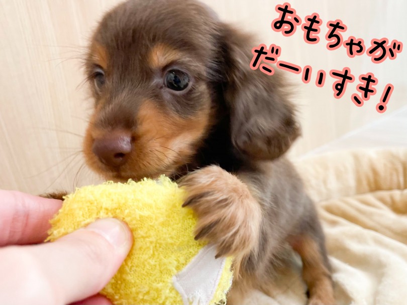 おすすめの遊び ボール遊びやロープの引っ張り合いっこ | ミニチュア・ダックスフント （150142） - 東川口店